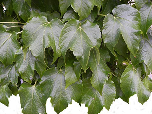 Vigne Vierge ROBUSTA C 1, 5 Litres