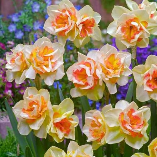 Narciso bulbi,Piante perenni,Narciso pianta vera,resistenti al freddo,Tagliare,Facile da curare(non artificiali)-8 bulbi-A