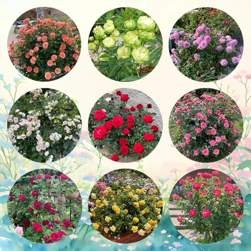 semillas de rosal - resistentes para jardín, rosal, jardín de rocas resistentes 50pcs