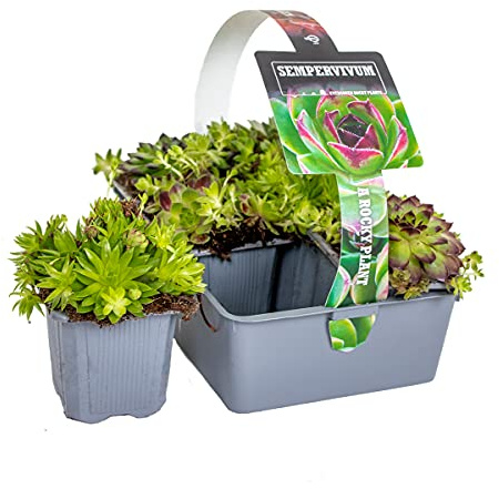 Bloomique - Mix de 6 - Sedum - Siempreviva/sedum - Plantas de jardín - Resistente al frío - Cubresuelos - Altura 8-12 cm - Maceta 7 cm