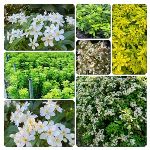 azahar semillas decorativa Decoraciones jardín comprar semillas Cubresuelos resistentes 550pcs