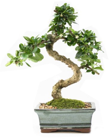 Fukien Tea 6 Bonsai Tree