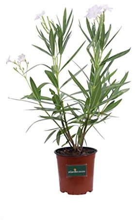 Pianta di Oleandro Pianta di Nerium Oleander pianta da esterno pianta da giardino pianta da fiore pianta ornamentale di Oleandro pianta vera venduta da eGarden.store (Soeur Agnes - Bianco)