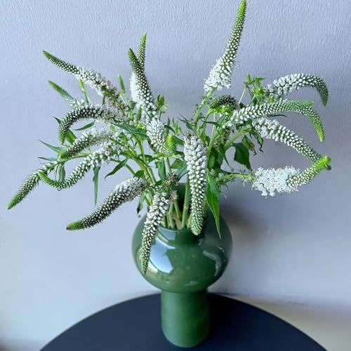 salbeisamen kaufen - stauden winterhart mehrjährig 150pcs