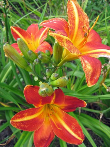 Staudenkulturen Wauschkuhn Hemerocallis Hybr. 'Chicargo Fire Craker' - Taglilie - Staude im 11cm Topf