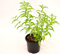 Plante de citronnelle Vase 14 cm