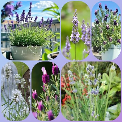 LavendelSamen, seltene geschenke für gartenliebhaber wildkräuter garten geschenke für frauen alte sorten bodendecker garten 400pcs