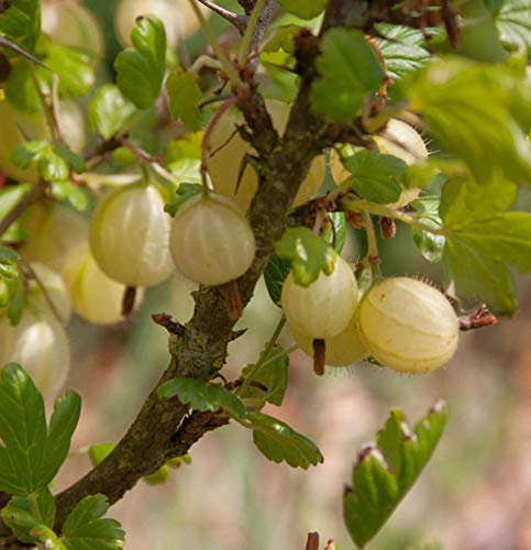 Stachelbeere gelb - Ribes uva-crispa