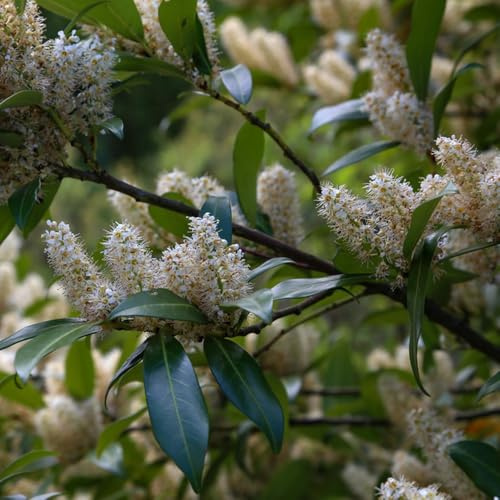 comprar semillas de laurel cerezo, raras de jardín resistentes perennes, Decoración 300pcs