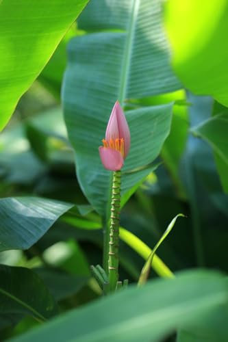 Graines Bananier rose - Musa velutina - Sachet de 5 graines - Graines de style - Entreprise française