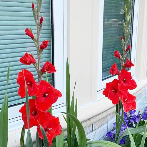 bulbi gladioli giardino balcone serra decorazione primavera decorativi bonsai interni ufficio riverdimento tetti giardino 12pcs