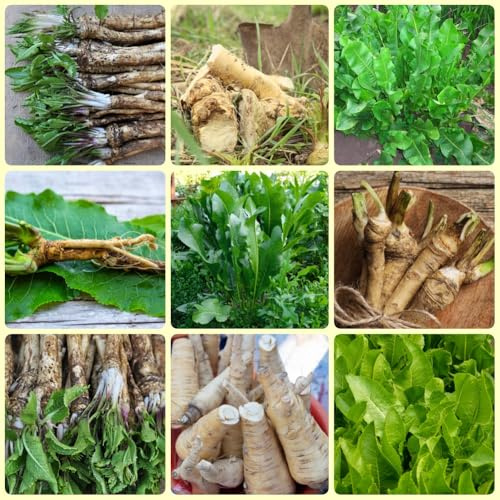 Semi di rafano, semi di rafano resistenti Armoracia rusticana biologici regali per gli amanti del giardino cucina del giardino 200pcs