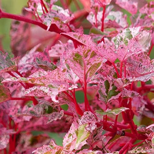 Acer Red Flamingo Plant - Japanese Maple Tree | Garden Trees with Bright Red Stems, Variegated Foliage Green, Pink, White | Hardy Deciduous Outdoor Garden Shrubs Potted | 3L Pot, 40-60cm Incl. Pot