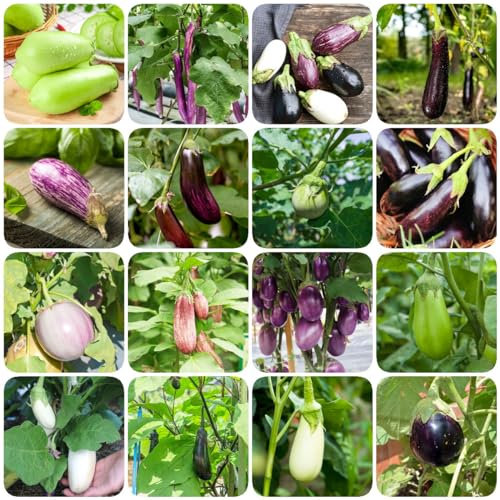 300 pcs aubergine samen set - winterfeste pflanzen für balkon,Solanum melongena,auberginen bio samen gemüse balkon dachbegrünung deko pflanze gemüsepflanzen gemüsesaat saatgut alte