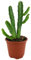 Fangblatt - Stapelia leendertziae - Aasblume im Ø 9 cm Topf - exotische & pflegeleichte Zimmerpflanze