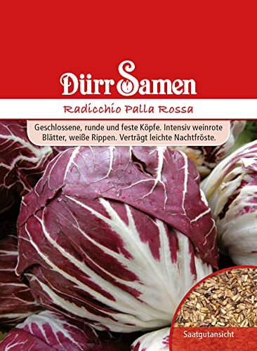 Radicchio Samen Palla Rossa Chicoree Roter Radicchiosamen Salat ca 800 Korn Saatgut Balkon Garten Hochbeet Kübel Dürr Samen