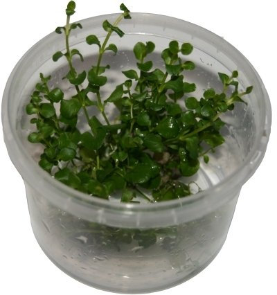 3 Dosen Bacopa monnieri in vitro, Fettblatt, Wasserpflanzen steril angezogen