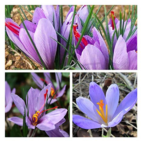 Crocus Autumn Sativus x 10 Flower Bulbs Size 10 Up. Grow Your own Saffron