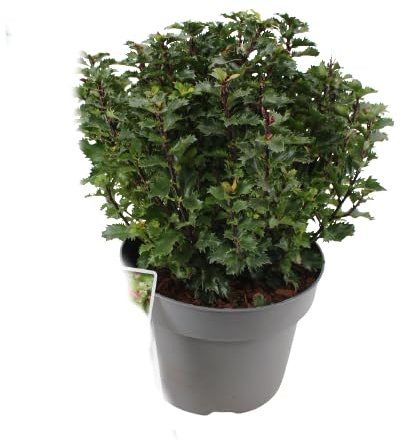 Ilex Aquifolium | DECOALIVE | Acebo | Planta Natural | Arbusto de Navidad