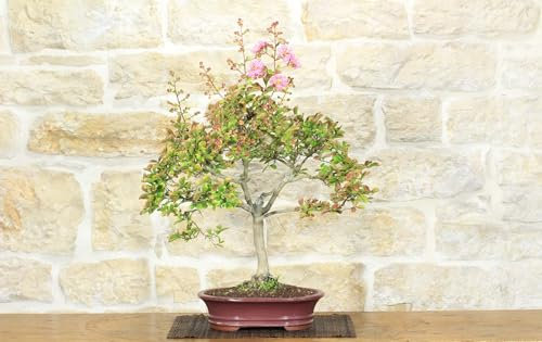 Bonsaï Lagerstroemia à fleurs fuchsia (40)