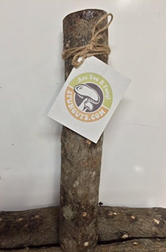 18 Mushroom Log DIY Shiitake Mushrooms Ready to Grow Your Own