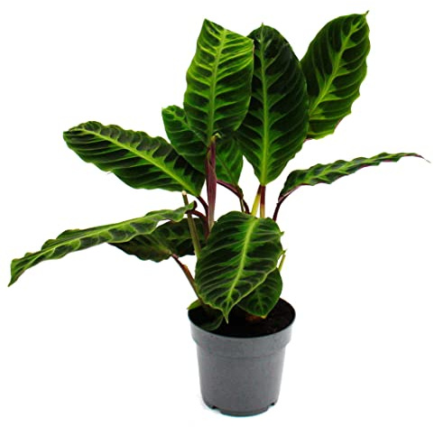 Schattenpflanze mit samtigen Blättern und toller Zeichnung Calathea warscewiczii Samtmarante Korbmarante 14cm Topf ca. 40-50cm hoch