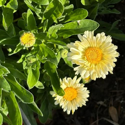 semi di calendula biologici - Giardino interno, rari resistenti balcone 550pcs