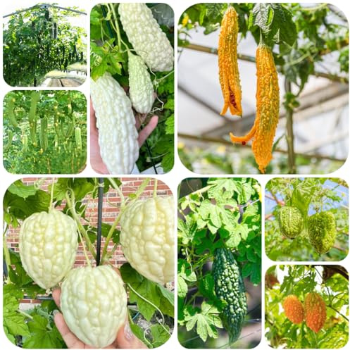 melone amaro - sostenibili cetriolo amaro Aiuole rialzate per il giardino giardino resistenti rare varietà antiche di verdi esotiche biologiche 90semi