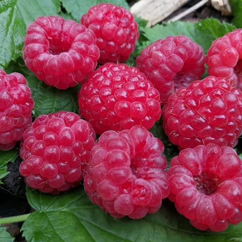 Plant World Seeds - Raspberry 'Ruby Red' Seeds (Berry Seeds)