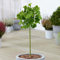 Albero di Ginkgo Mariken per Patio, Albero di Ginkgo Biloba, Pianta Pronta per il Giardino Resistente, in Vaso da 3L.