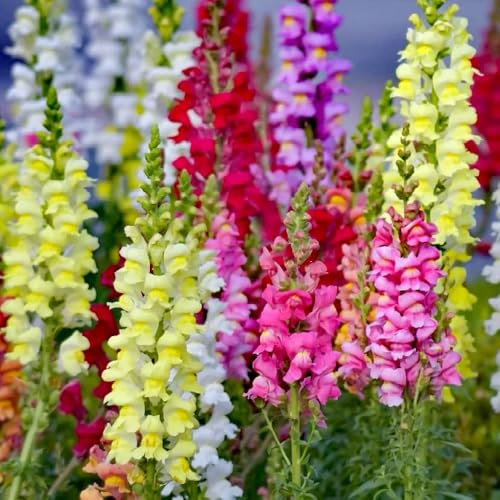 Löwenmäulchen Samen Bio, stauden winterhart mehrjährig Antirrhinum majus, blumensamen mehrjährig winterhart balkonpflanzen, blumendeko bio saatgut, seltene pflanzen wildblumensamen 80pcs