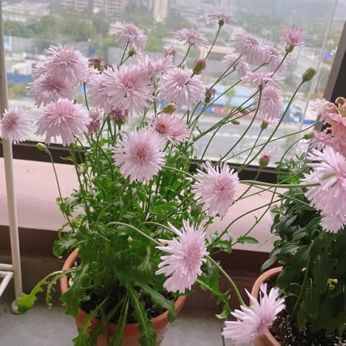 Semillas de diente de león - de balcón Taraxacum mongolicum - regalos sostenibles semillas de exóticas raras Las de jardín son 300pcs