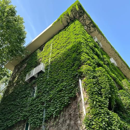 Wilder Wein Kletterpflanze Samen, steingartenpflanzen winterhart Wilder Wein Pflanze, balkonblumen kletterpflanzen dekopflanze, exotische pflanzen samen kletterpflanzen winterhart 450pcs