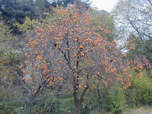 Kaki -Diospyros kaki- 100 Samen