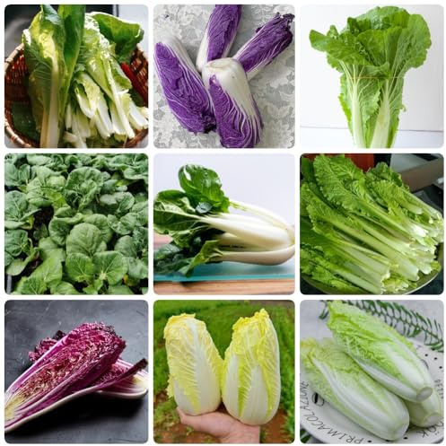 Semi di Pak Choi, Semi di cavolo cinese biologici, semi di esotiche da balcone resistenti verdi da appartamento resistenti 450pcs