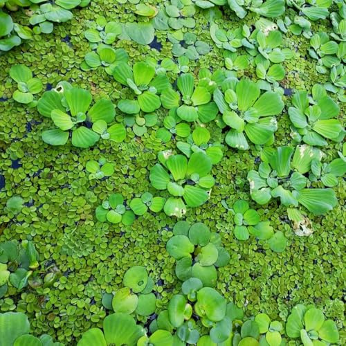 Semi di lenticchia d'acqua,d'acquario,resistenti perenni resistenti e perenni da laghetto,balcone da serra semi di,aiuole rialzate per giardino 100pcs