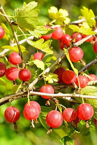 Pianta di Uva Spina Albero di Uva Spina Età 2 anni Pianta da frutto di Uva Spina in vaso Pianta vera di Uva Spina venduta da eGarden.store (Rossa)