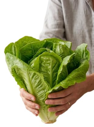 Lechuga Romana en Casa con Semillas DECOALIVE – Ideal para Huerto Urbano y Macetas