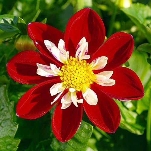Dahlien Knollen Rot Blumenzwiebeln Winterhart Zwiebel Dahlia Dahlie Hydrokultur Pflanzen Hochbeet Balkon Deko Blumen Balkongarten Balkonpflanze Geschenke FüR Gartenliebhaber Zwiebeln 5Stück