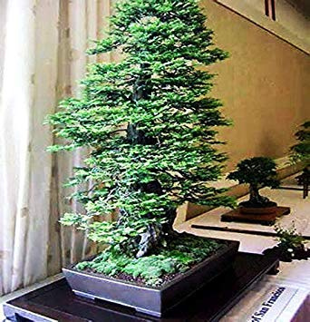 Germ Food: 60 Pack: California Coast Redwood Sequoia Tallest in the World! : Seeds Only