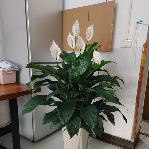 einblatt pflanze samen, deko wohnzimmer, pflanzen winterhart draußen zimmerpflanzen, winterharte pflanzen für balkon exotische pflanzen, topfpflanzen für draußen deko pflanzen, seeds 85pcs