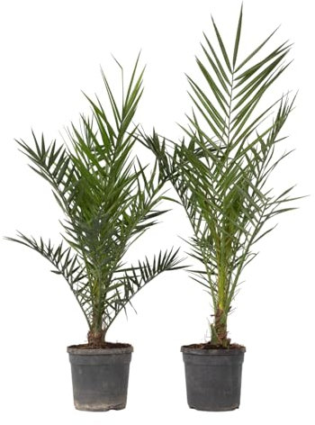 Plant in a Box - Phoenix Canariensis - Höhe 80-100cm - 2er Set - Kanarische Dattelpalme Winterhart fur draußen - Topf 19cm