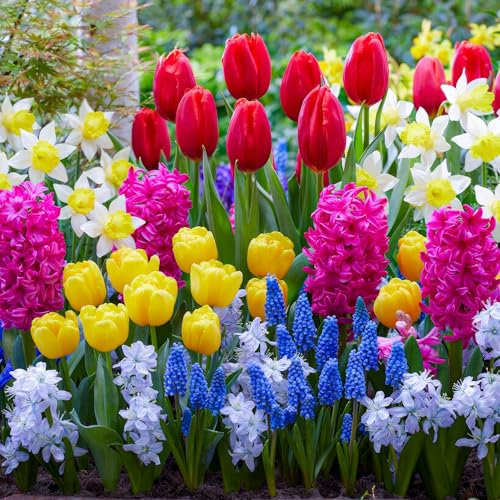 Frühling Blumenzwiebelmischung - 50 Zwiebeln - Tulpen/Narzissen/Hyazinthen/Muscari - winterhart mehrjährig - Niederländische Qualität - Für Garten, Töpfe und Balkon