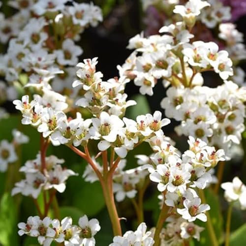 12 unità o +/- 1 m² Bergenia Cordifolia - Bergenia Cordifolia Vaso 9x9cm