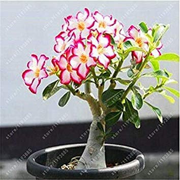 Adenium obesum Seeds Desert Rose Garden Seeds Accueil Bonsai Balcon Graines de Fleurs 5 pcs/Sac: 9