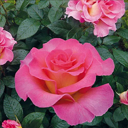 Pink Paradise ® delfluoros Edelrose im großen 7,5 ltr Topf