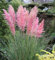 Pampasgras Rosea - Cortaderia selloana