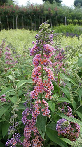 Buddleia davidii 'Bicolore' / Arbre aux papillons/Godet/Arbuste
