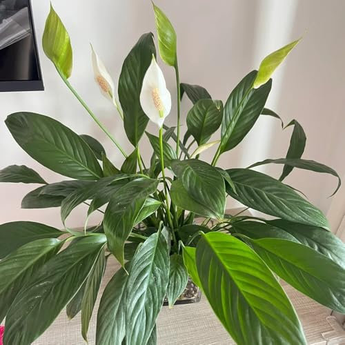 einblatt pflanze samen, samen, gartenpflanzen pflanzensamen, hochbeet samen küche deko, pflanzen für garten deko pflanzen, seeds garten, bodendecker samen winterhart zimmerpflanzen 15pcs