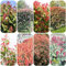 aligustre brillante - semillas - Serie Plantas Raras - planta de maceta jardín de hierbas semillas hierbas arbustos para el jardín plantas perennes resistentes maceta interior balcón 800pcs